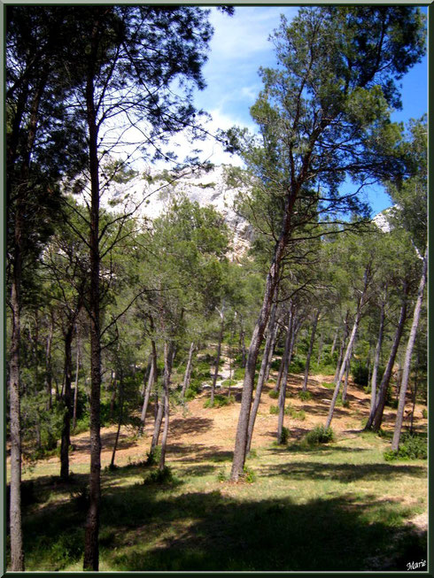 La pinède autour du lac de Peiroou à Saint Rémy de Provence, Alpilles (13)