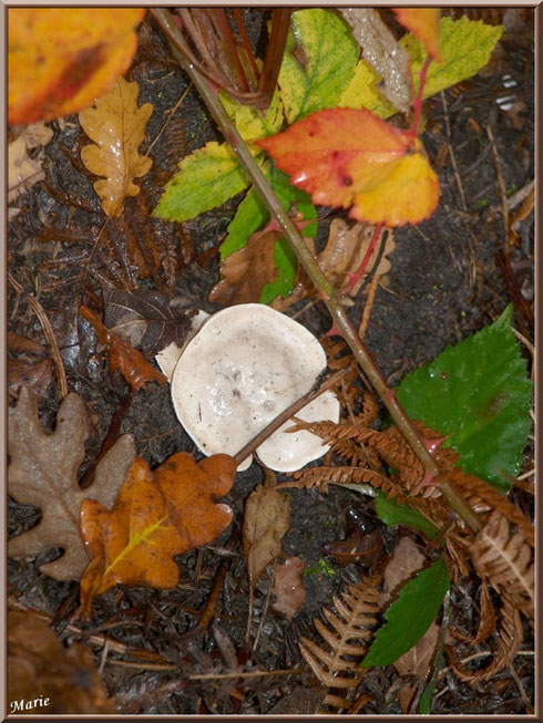 Clitocybe Blanc ou des Résineux en forêt sur le Bassin d'Arcachon