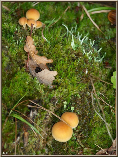 Hypholomes en Touffe éparpillés sur lit moussu en forêt sur le Bassin d'Arcachon