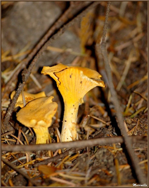 Girolles en forêt sur le Bassin d'Arcachon