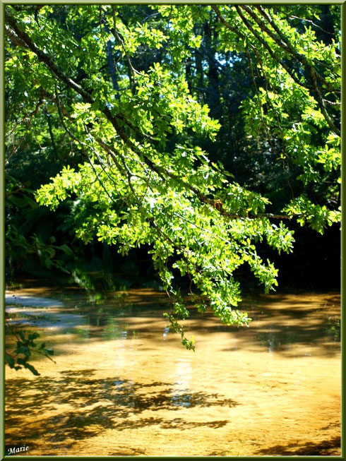 Chênes et leurs reflets sur le Canal des Landes au Parc de la Chêneraie à Gujan-Mestras (Bassin d'Arcachon)