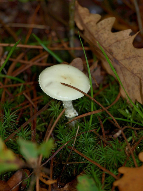 Amanite Vireuse en forêt sur le Bassin d'Arcachon
