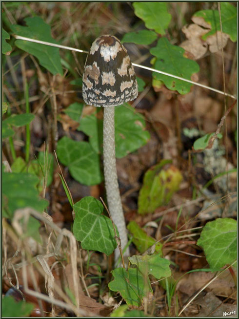 Cropin Pie en forêt sur le Bassin d'Arcachon