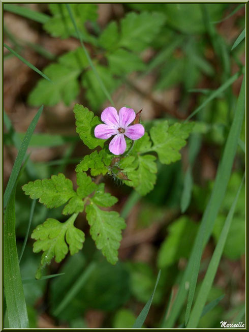 Géranium Molle, flore sur le Bassin d'Arcachon (33)