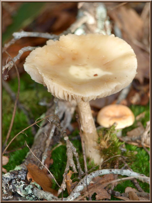 Amanite Citrine et petit Lactaire, en cohabitation, en forêt sur le Bassin d'Arcachon