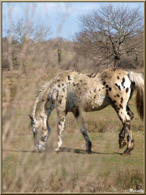 Cheval en pâturage dans les prés salés, Sentier du Littoral secteur Pont Neuf, Le Teich, Bassin d'Arcachon (33)
