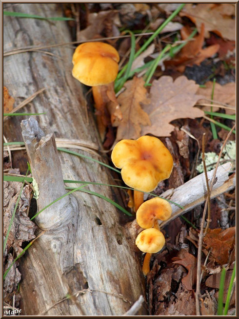 Clitocybes Orangés alignés au pied d'une branche morte en forêt sur le Bassin d'Arcachon