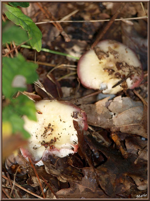 Russules en forêt sur le Bassin d'Arcachon