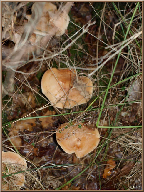 Lactaires Odorants cachés en forêt sur le Bassin d'Arcachon