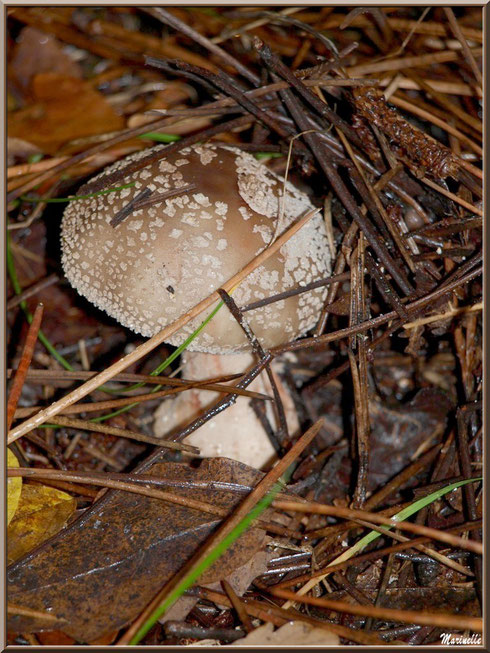 Amanite Panthère en forêt sur le Bassin d'Arcachon