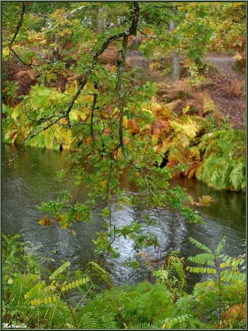 Végétation automnale et reflets sur le Canal des Landes au Parc de la Chêneraie à Gujan-Mestras (Bassin d'Arcachon)