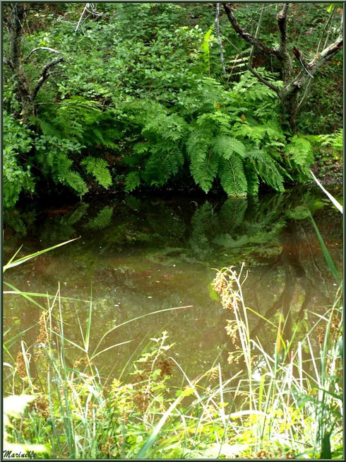 Herbacées, fougères, chênes et reflets sur le Canal des Landes au Parc de la Chêneraie à Gujan-Mestras (Bassin d'Arcachon)