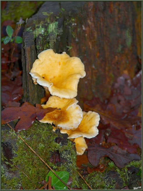 Clitocybes Orangés, tel un bouquet de fleurs, en forêt sur le Bassin d'Arcachon