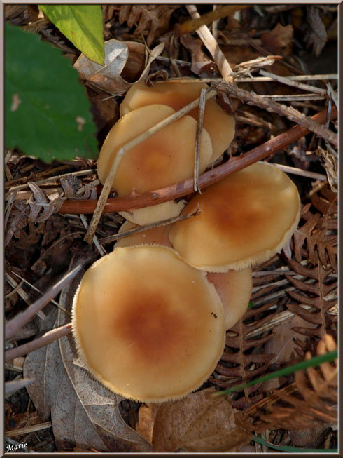Champignons marron-orangé en bouquet en forêt sur le Bassin d'Arcachon