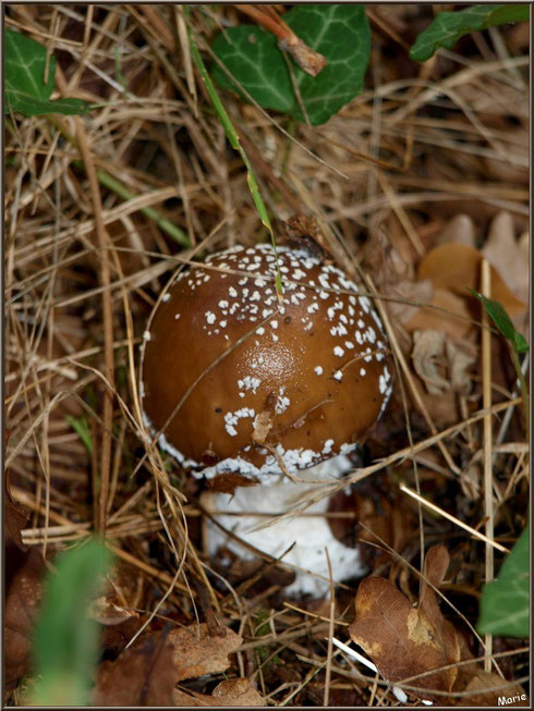 Jeune Amanite Panthère en forêt sur le Bassin d'Arcachon