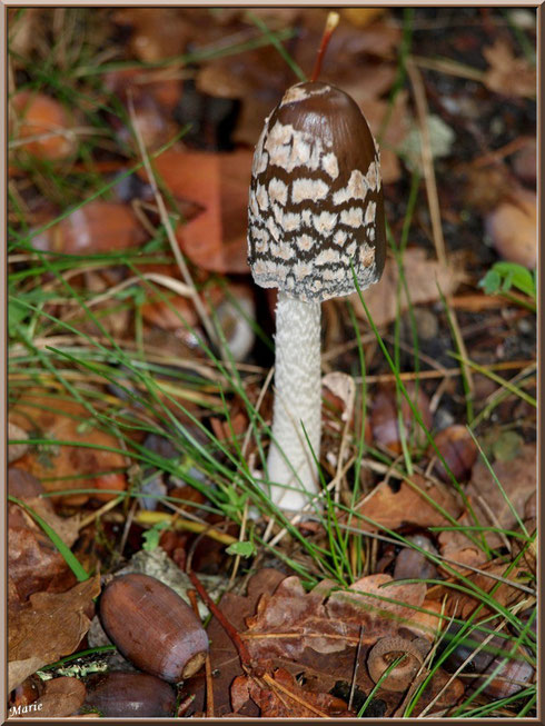 Cropin Pie en forêt sur le Bassin d'Arcachon