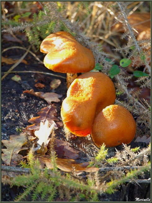 Gymnopiles Remarquables ou Pholiotes Remarquables en forêt sur le Bassin d'Arcachon