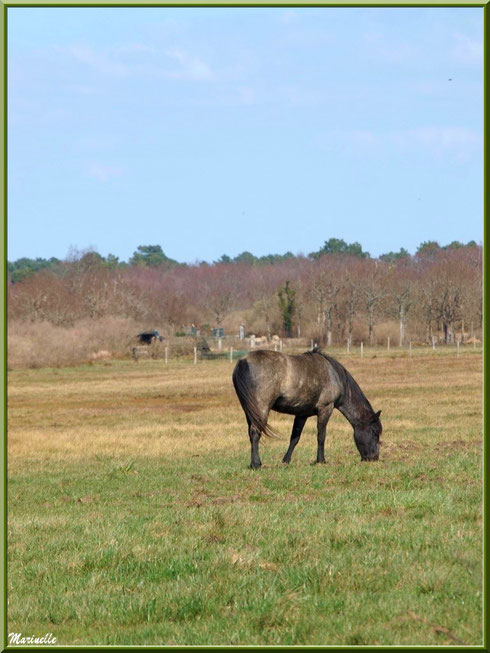 Cheval en pâturage dans les prés salés, Sentier du Littoral secteur Pont Neuf, Le Teich, Bassin d'Arcachon (33)