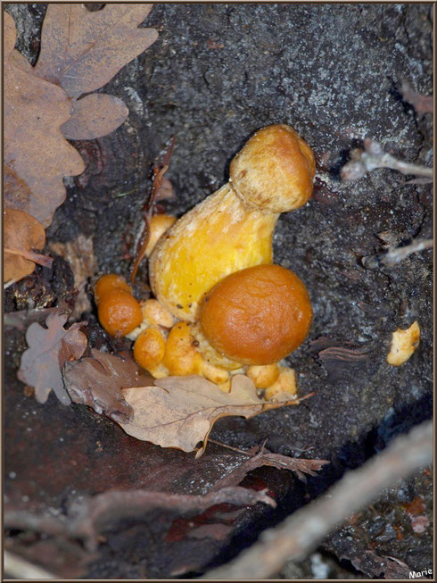 Gymnopiles Remarquables ou Pholiotes Remarquables en forêt sur le Bassin d'Arcachon