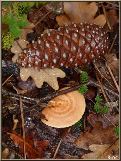 Lactaire Sanguin et pomme de pin en forêt sur le Bassin d'Arcachon