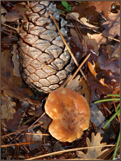 Lactaire Sanguin entre pigne, aiguilles de pin et feuilles de chêne en forêt sur le Bassin d'Arcachon