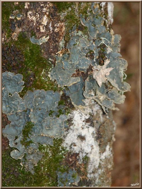Parmelia Sulcata sur tronc moussu en forêt du Bassin d'Arcachon