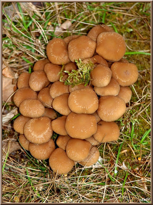 Hypholomes Veloutés en forêt sur le Bassin d'Arcachon