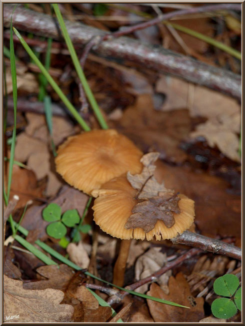 Laccaires Laqués en duo en forêt sur le Bassin d'Arcachon