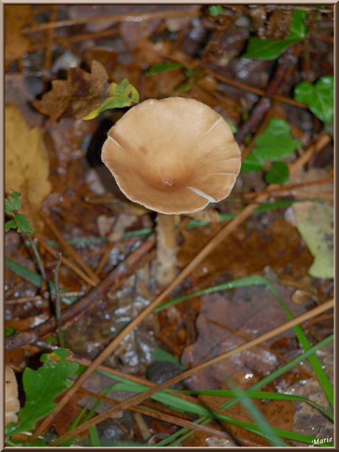 Clitocybe en Entonnoir en forêt sur le Bassin d'Arcachon