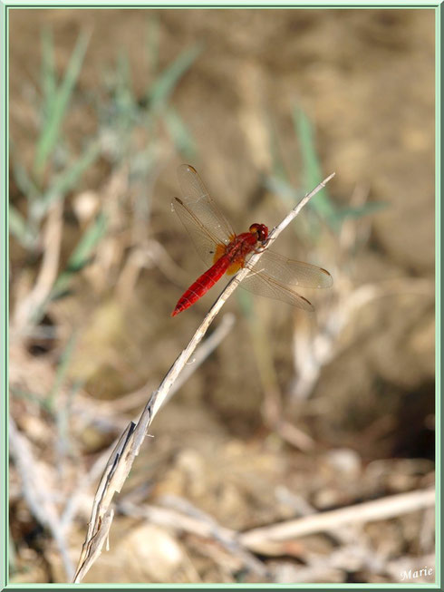 Libellule rouge sur une brindille en bordure du lac de Peiroou à Saint Rémy de Provence, Alpilles (13)