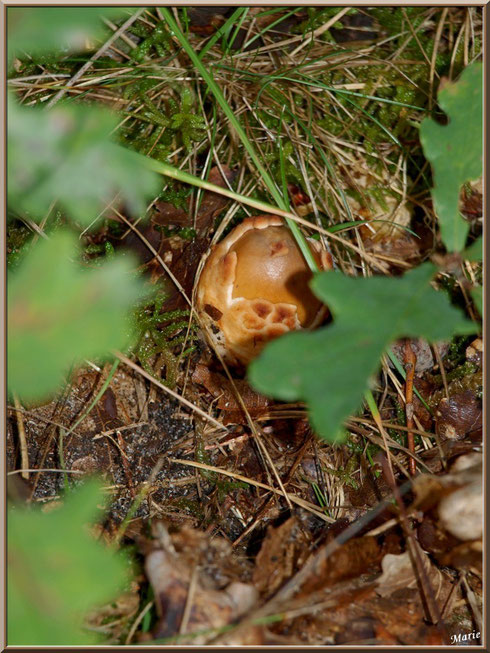 Amanite Fauve naissante en forêt sur le Bassin d'Arcachon