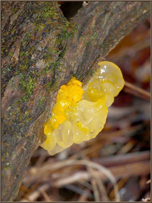 Trémelle Mésentérique en forêt sur le Bassin d'Arcachon
