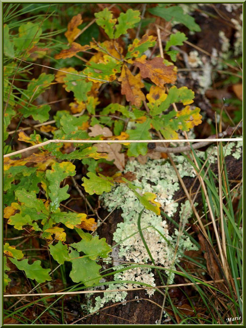 Lobaria Sublaevis parmi herbacées et feuilles de chêne automnales en forêt sur le Bassin d'Arcachon