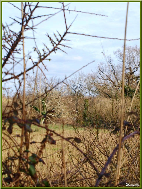 Végétation des prés salés en fin d'hiver, Sentier du Littoral secteur Pont Neuf, Le Teich, Bassin d'Arcachon (33)