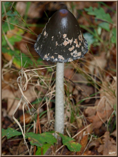 Cropin Pie de plus de 30 cm en forêt sur le Bassin d'Arcachon