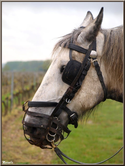 Portrait d'un des chevaux de trait de "Cheval des Vignes", dans un vignoble à St Sulpice de Faleyrens (33) en avril 2012 