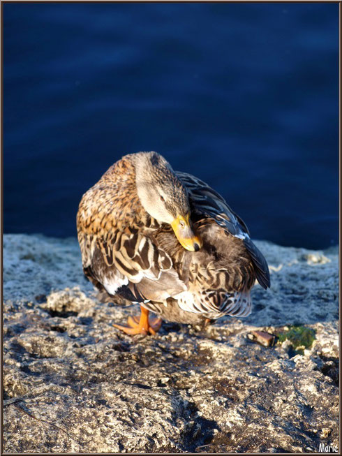 Madame canard la tête dans la queue au Parc de la Chêneraie à Gujan-Mestras (Bassin d'Arcachon)