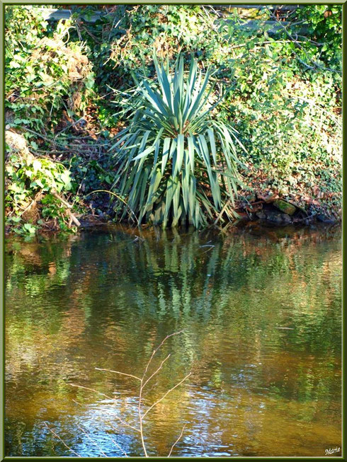 Lierre, Yucca et reflets en bordure du Canal des Landes au Parc de la Chêneraie à Gujan-Mestras (Bassin d'Arcachon)