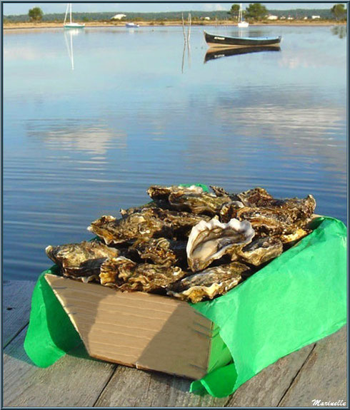 Les belles huîtres du Bassin d'Arcachon : bourriche d'huîtres sur un quai au port du Mimbeau au Cap Ferret