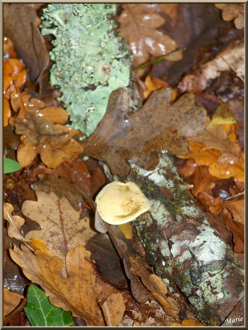 Hypholome et lichen Lobaria Sublaevis en forêt sur le Bassin d'Arcachon