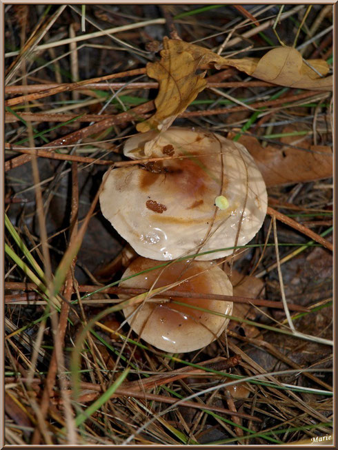 Clitocybes Nébuleux en forêt sur le Bassin d'Arcachon