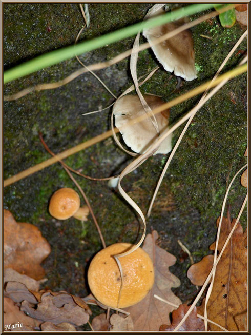 Polypore et Pholiote ou Gymnopile Pénétrant en cohabitation en forêt sur le Bassin d'Arcachon