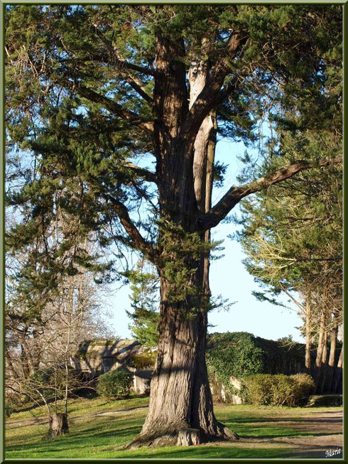 Vieux cèdre avec en toile de fond le blockhaus au Parc de la Chêneraie à Gujan-Mestras (Bassin d'Arcachon)