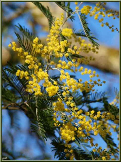 Mimosa en fleurs au Parc de la Chêneraie à Gujan-Mestras (Bassin d'Arcachon)