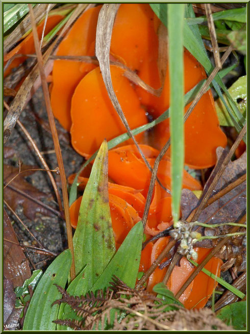 Pézize Orangée en forêt sur le Bassin d'Arcachon