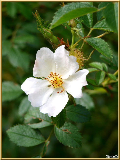 Eglantier en fleurs, en chemin vers à la source miraculeurse de l'Ermitage Saint Gens, village de Le Beaucet, Lubéron (84) 