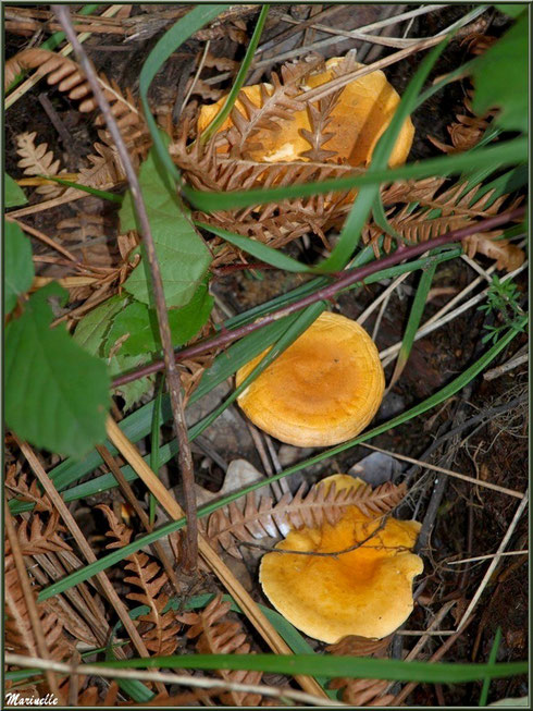 Clitocybes Orangés alignés et bien cachés en forêt sur le Bassin d'Arcachon