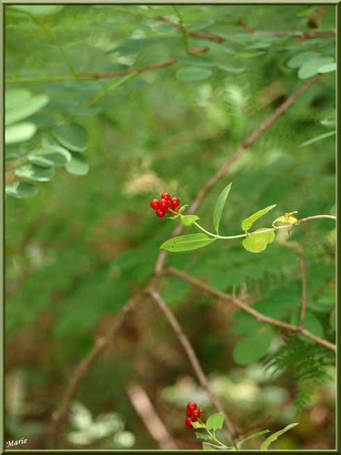 Arbrisseau à baies rouges sur fond d'acacia et de fougère au Parc de la Chêneraie à Gujan-Mestras (Bassin d'Arcachon)