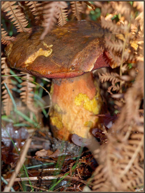 Bolet à pied rouge en forêt sur le Bassin d'Arcachon