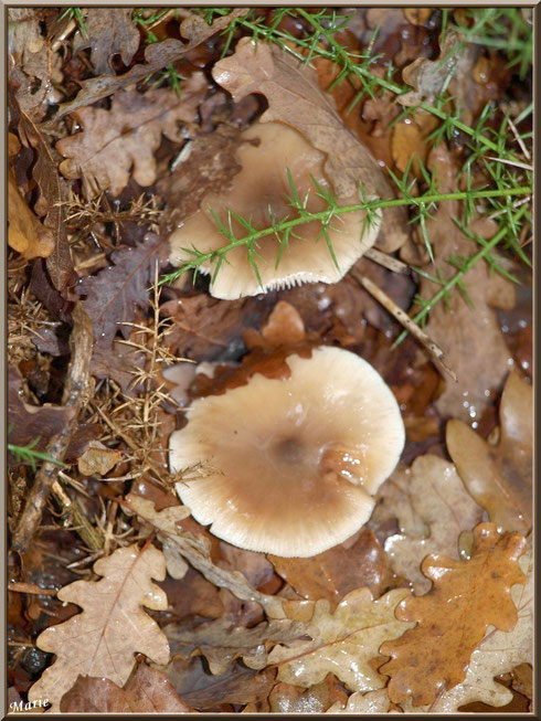 Collybies à demi cachés en forêt sur le Bassin d'Arcachon